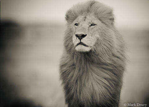 Big Cats